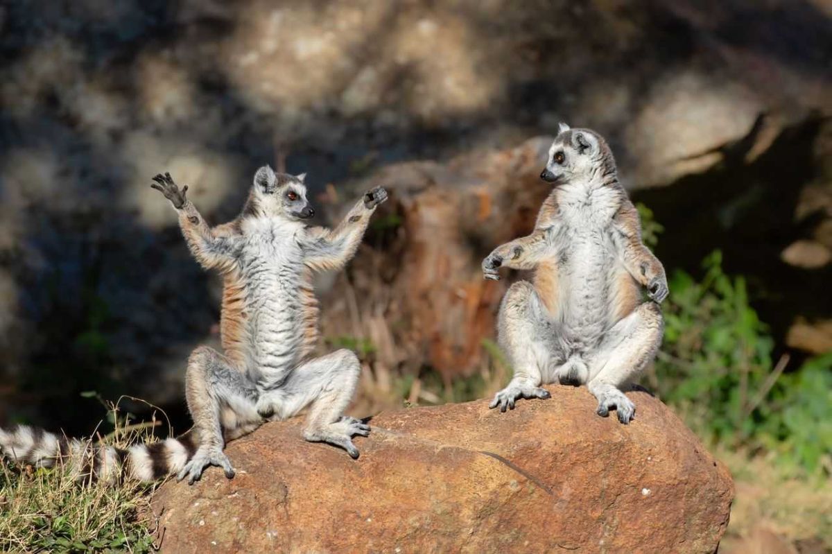 comedy wildlife awards, comedy photos, funny animals, Nikon, photo awards