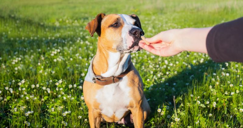 happy dog, dog treat, feed dog, calm dog, friendly dog, 