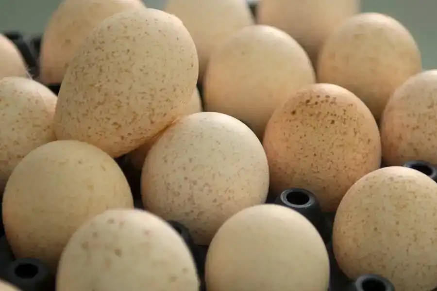 turkey, eggs, quail, duck, chicken, food