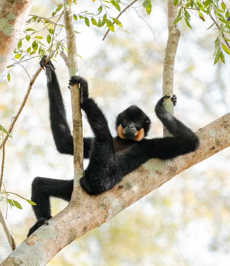 comedy wildlife, comedy photos, funny animals, Nikon, photo awards