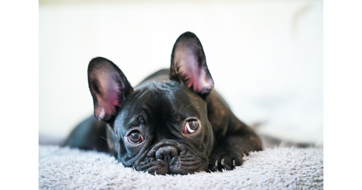 American Kennel Club, AKC, French Bulldog, Frenchies, popular dog