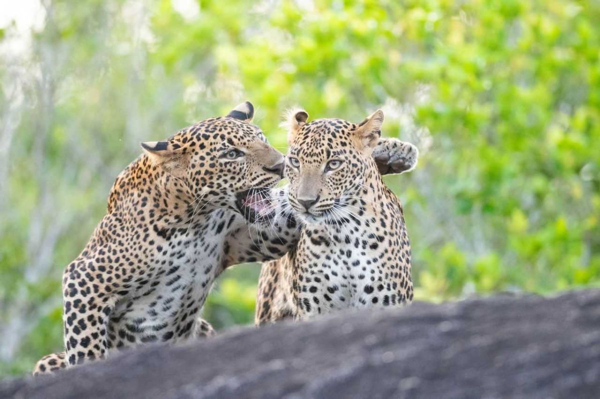 comedy wildlife, comedy photos, funny animals, Nikon, photo awards