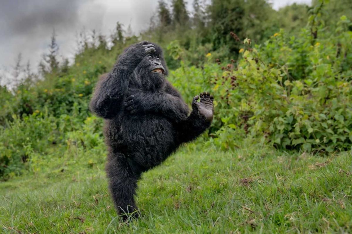 comedy wildlife, comedy photos, funny animals, Nikon, photo awards