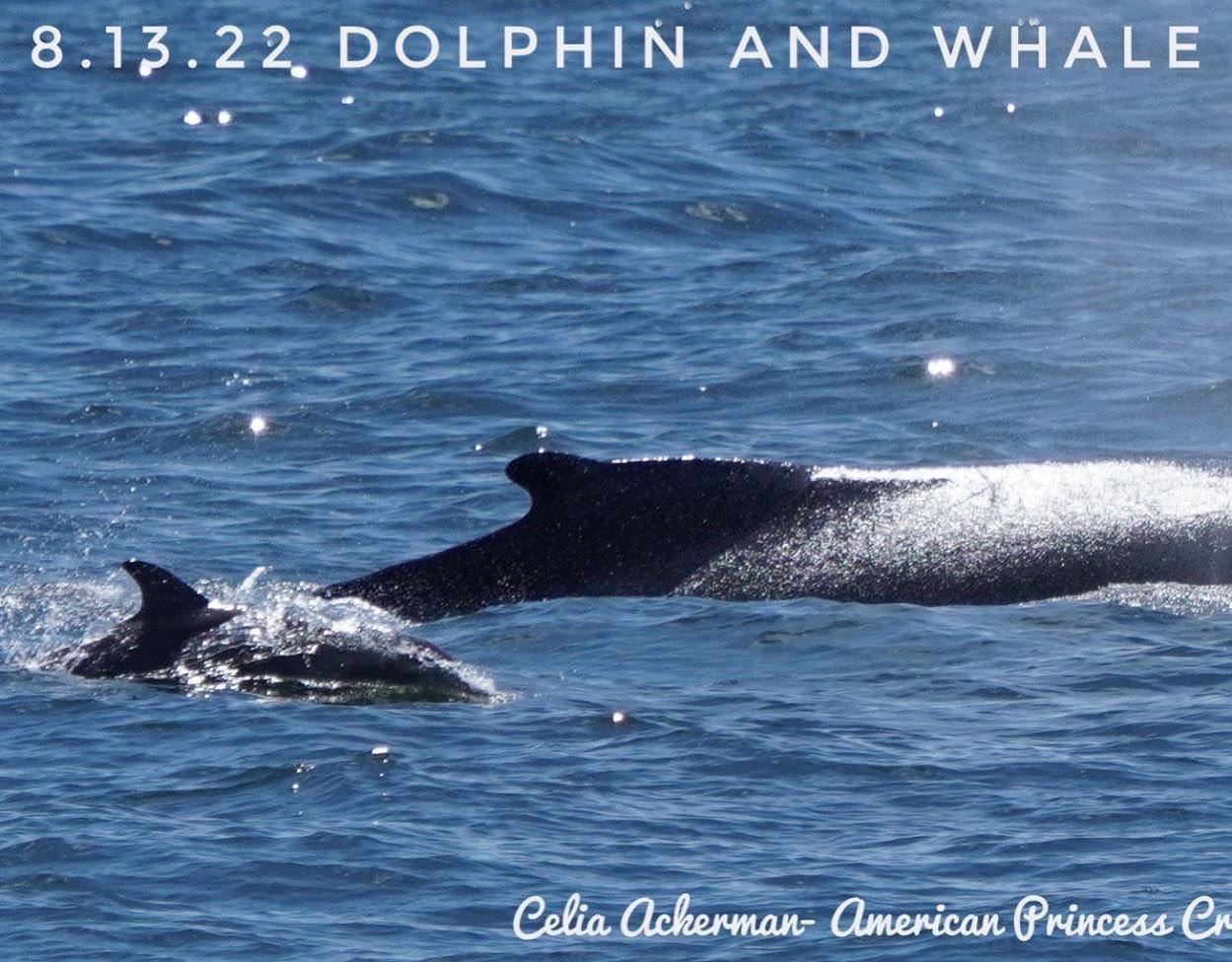 whales, whale watching, animals, conservation, new york, ocean, wildlife, photography