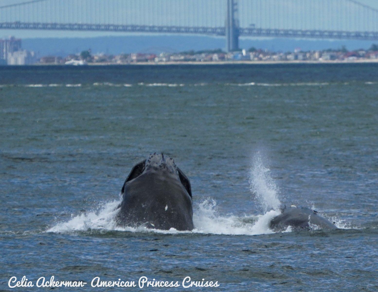 whales, whale watching, animals, conservation, new york, ocean, wildlife, photography