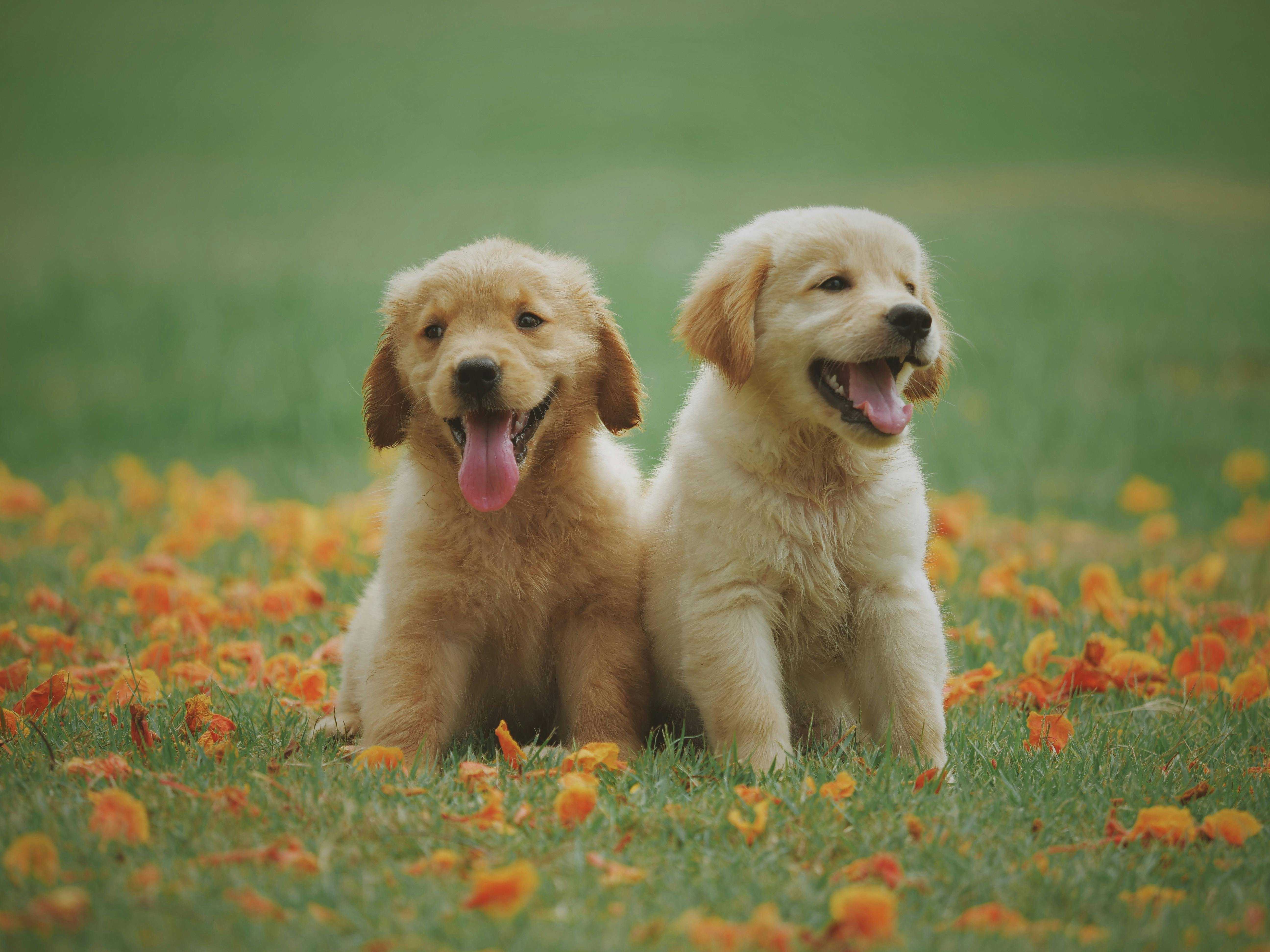 golden retriever, puppy, dogs, dog boarding
