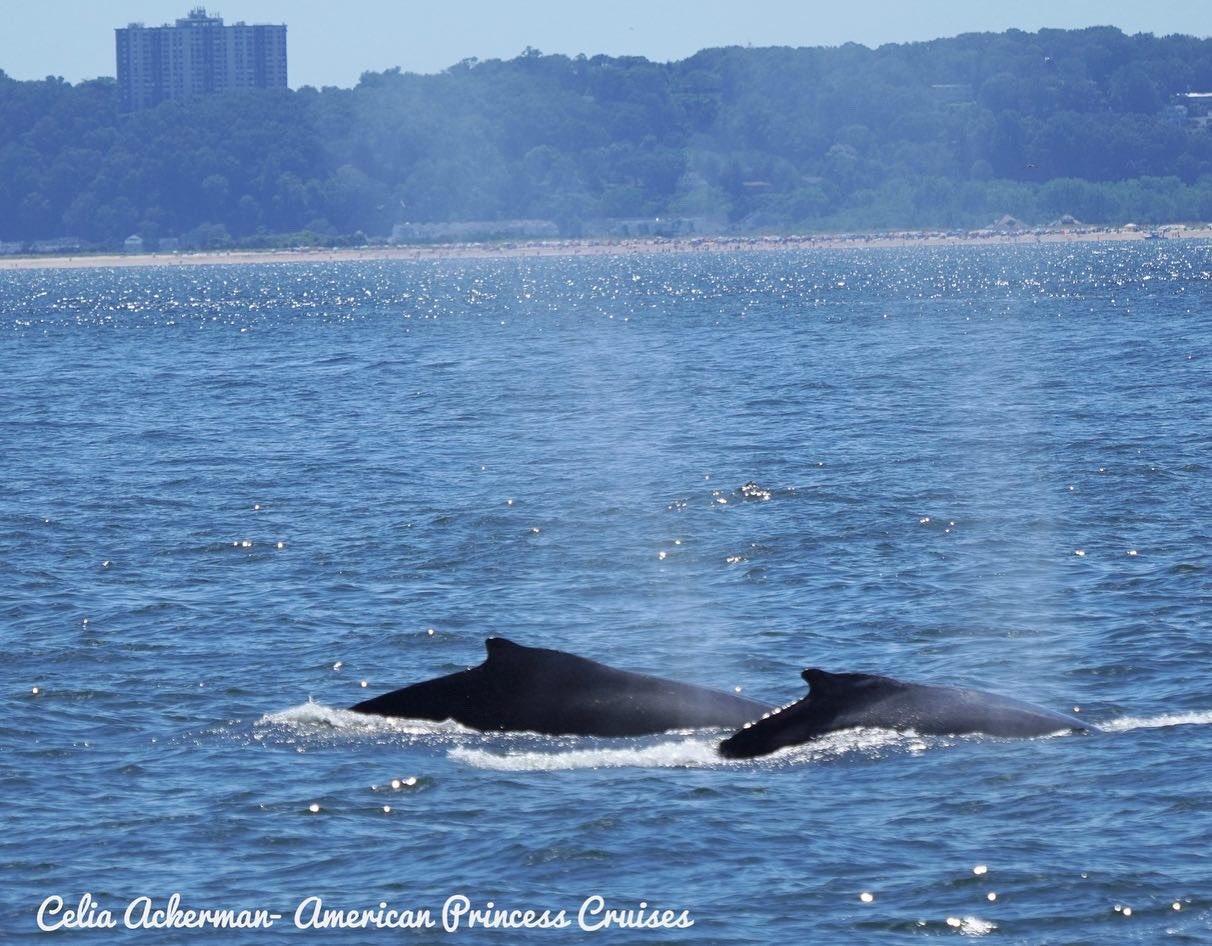 whales, whale watching, animals, conservation, new york, ocean, wildlife, photography