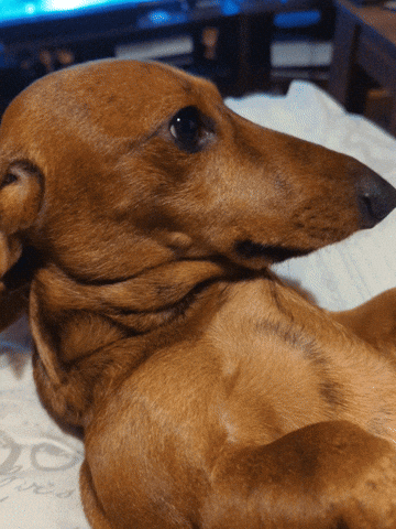 dachshund, side-eye, dogs, dog breeds, personalities 