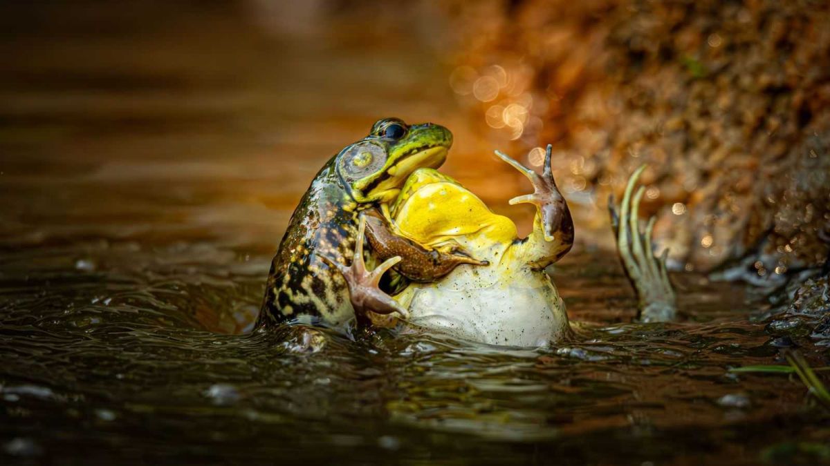 comedy wildlife, comedy photos, funny animals, Nikon, photo awards