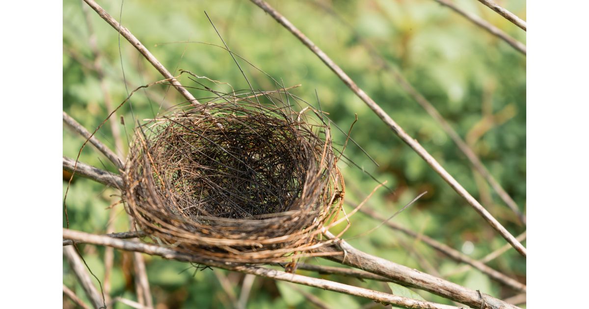 empty nest, parents, parenting, moms, dads, children, kids, family, love, stress, happiness, studies, research