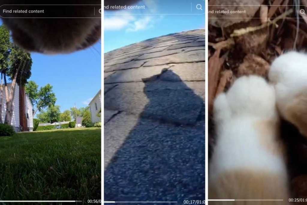 cats, TikTok, viral video, cat camera, pet camera, funny cats, cute animals, POV, Mr. Kitters, animal behavior