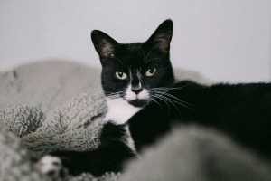 cat, kitty, cat behavior, pets, animals