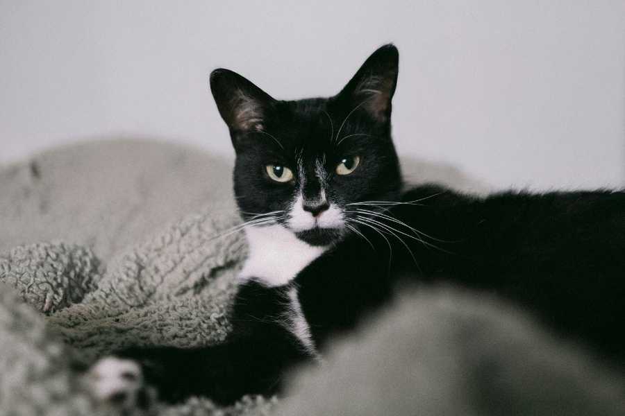 cat, kitty, cat behavior, pets, animals