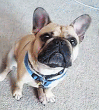 dogs, breeds, french bulldog, personality