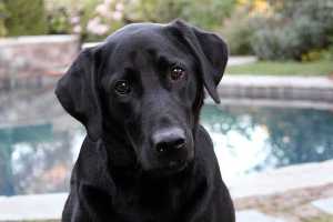 labrador retriever, french bulldog, american kennel club, dog, America
