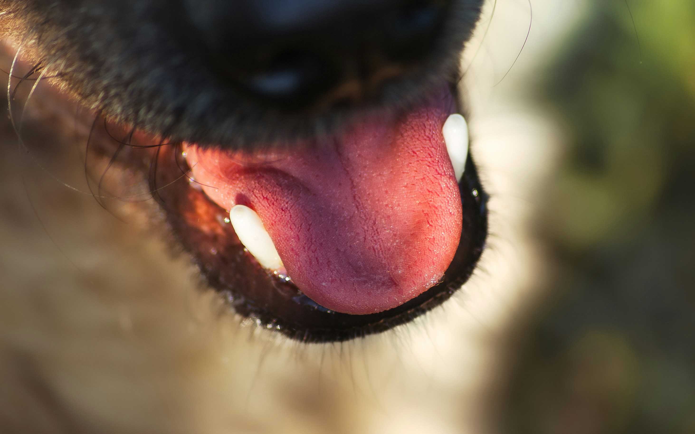dogs, dog mouths clean, dog tongues, dog licking, should you let a dog lick your face