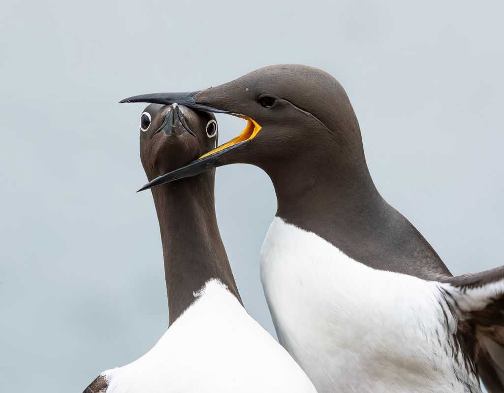 comedy wildlife, comedy photos, funny animals, Nikon, photo awards