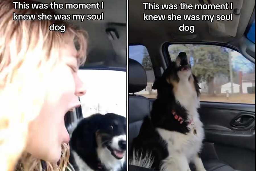 Woman captures moment she knew her dog was her 'soul dog' - Upworthy