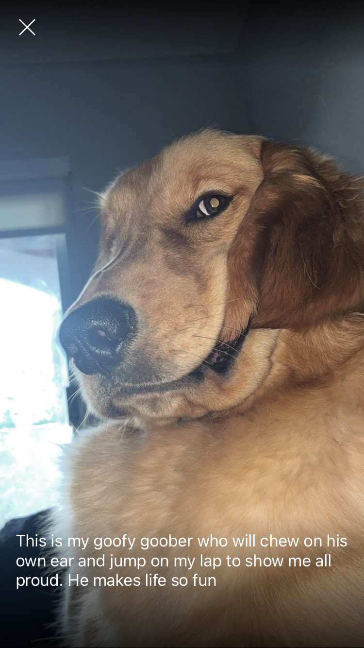 dogs, dog breeds, golden retrievers, goofy, silly