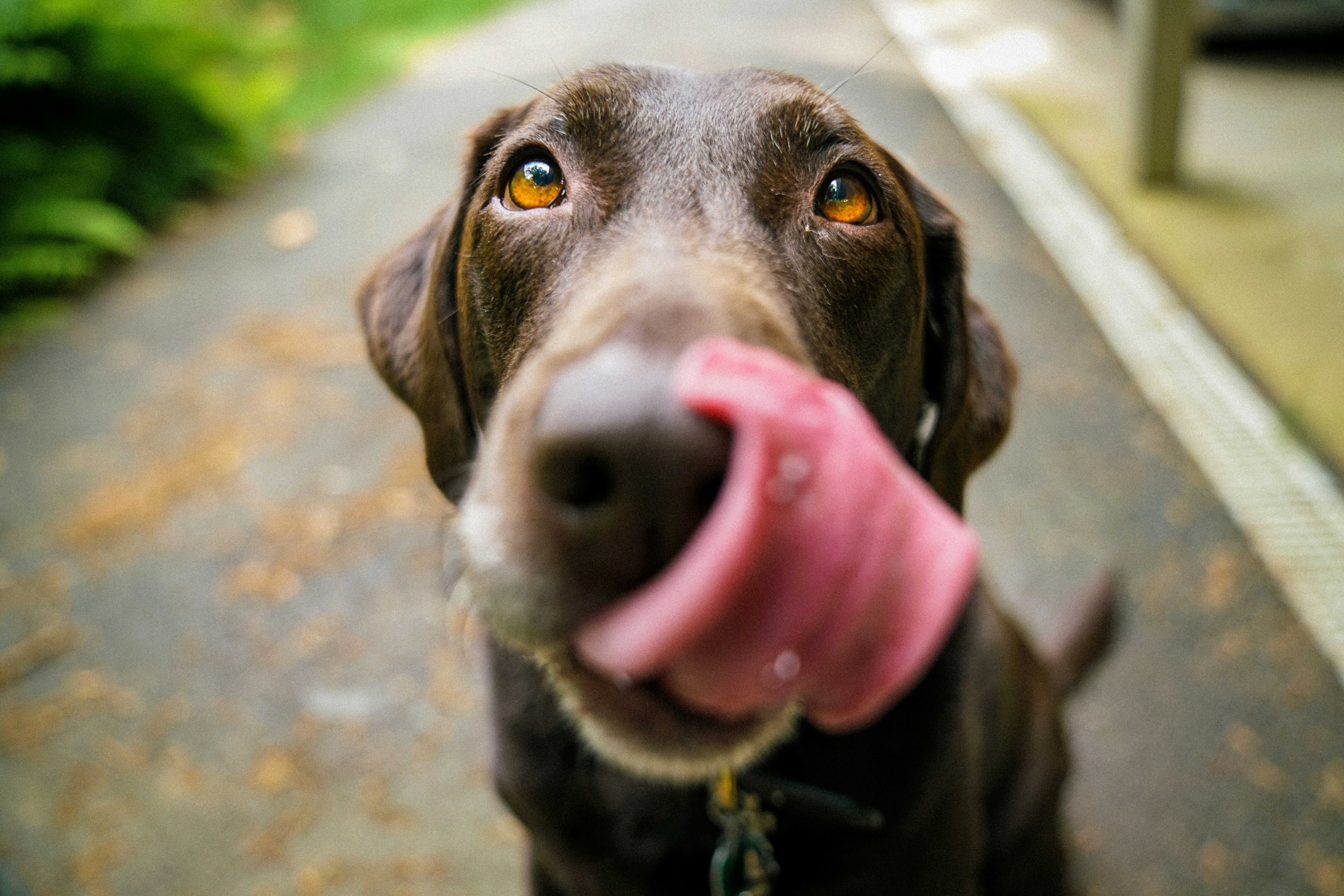 dogs, dog mouths clean, dog tongues, dog licking, should you let a dog lick your face