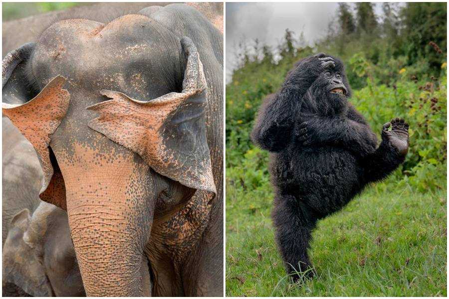 elephants, gorillas, comedy wildlife awards, comedy photos, funny animals, Nikon, photo awards