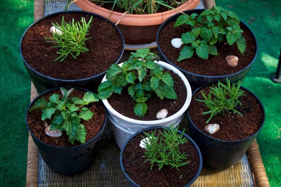container garden, growing plants in containers, growing vegetables, homegrown, produce