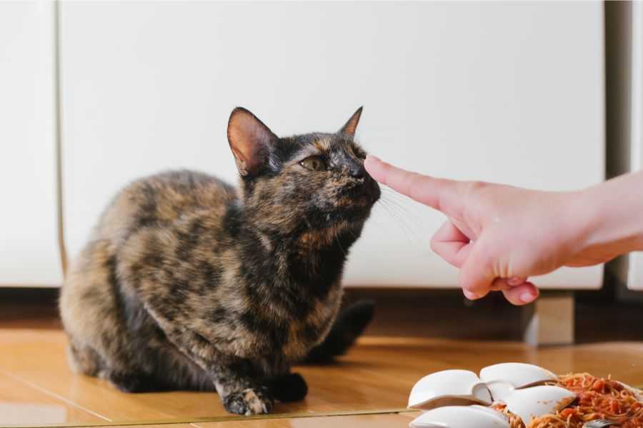 cats; cat behaviors; cats pushing things; cats knocking things over; kittens; pets