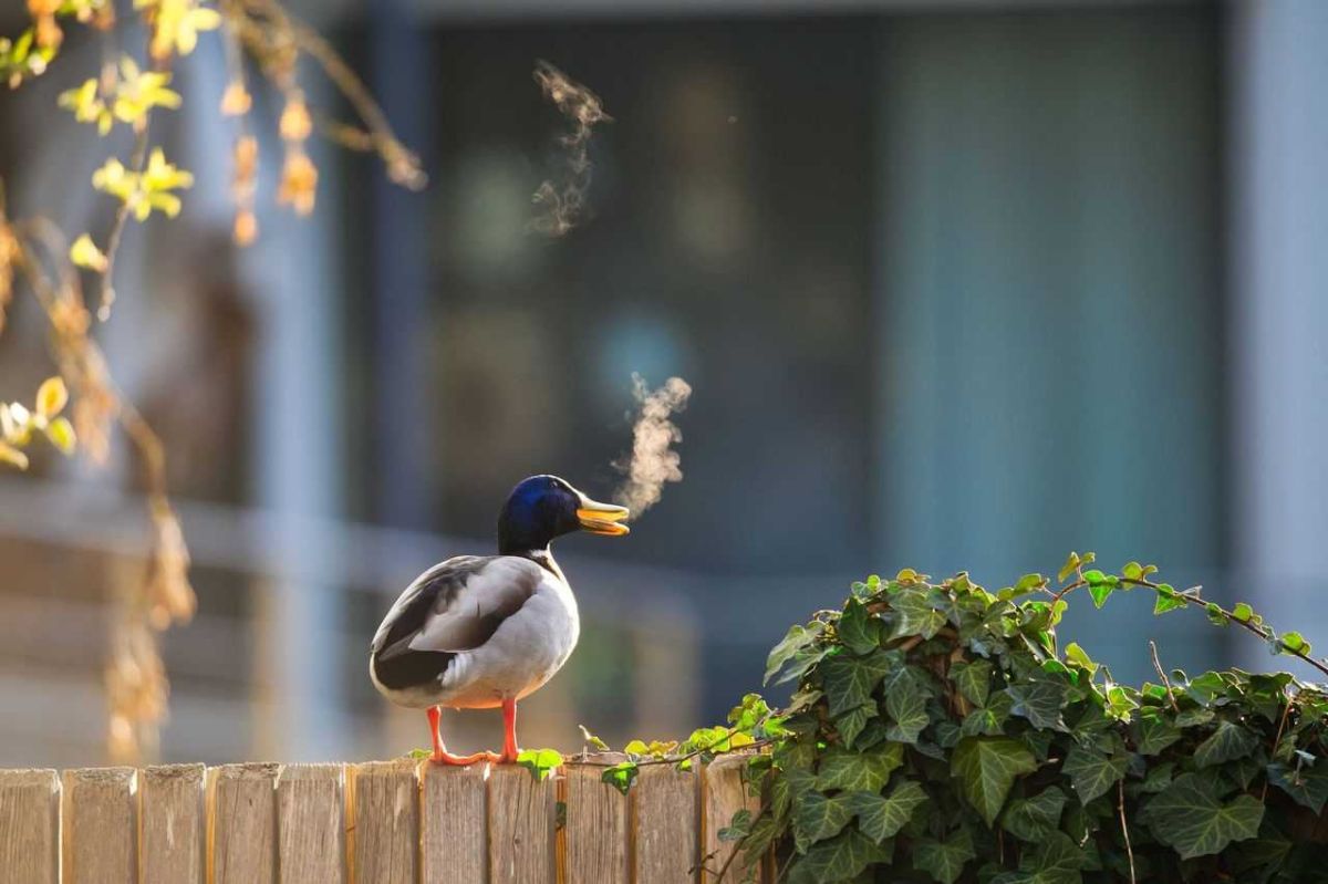 comedy wildlife, comedy photos, funny animals, Nikon, photo awards