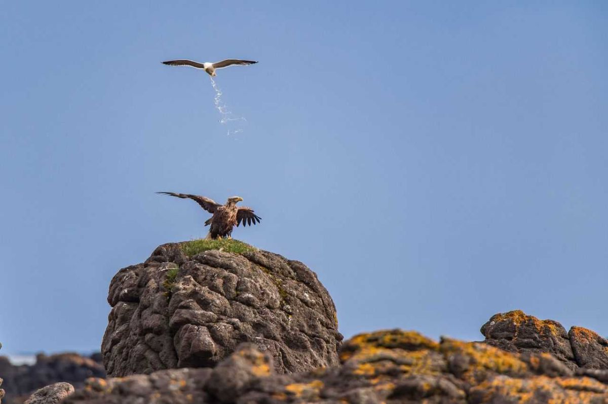 comedy wildlife, comedy photos, funny animals, Nikon, photo awards