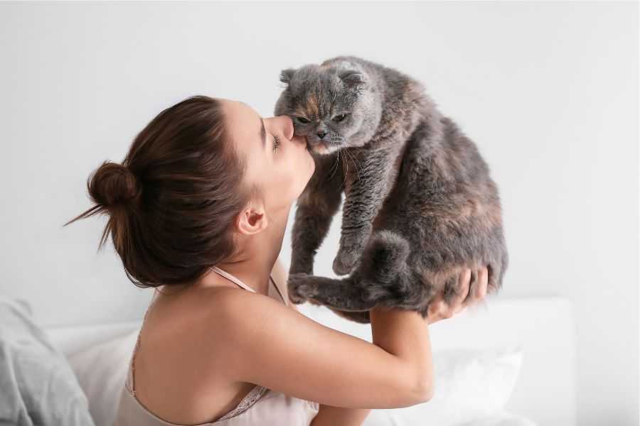 cats; cat behaviors; cats pushing things; cats knocking things over; kittens; pets
