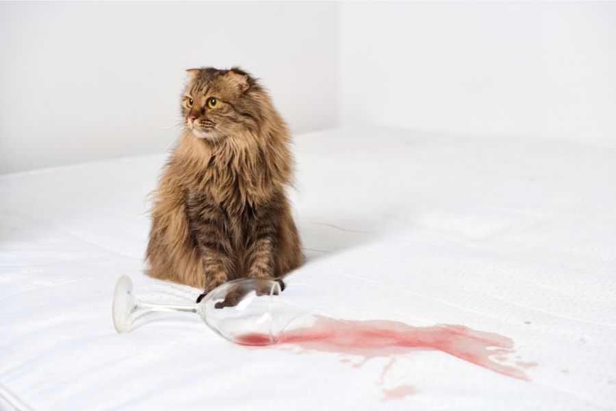 cats; cat behaviors; cats pushing things; cats knocking things over; kittens; pets