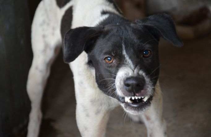 angry dog, upset dog, barking dog, mad dog, rude dog