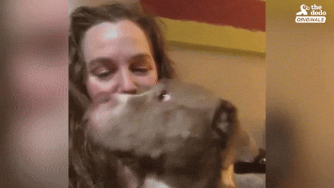 dogs, dog mouths clean, dog tongues, dog licking, should you let a dog lick your face