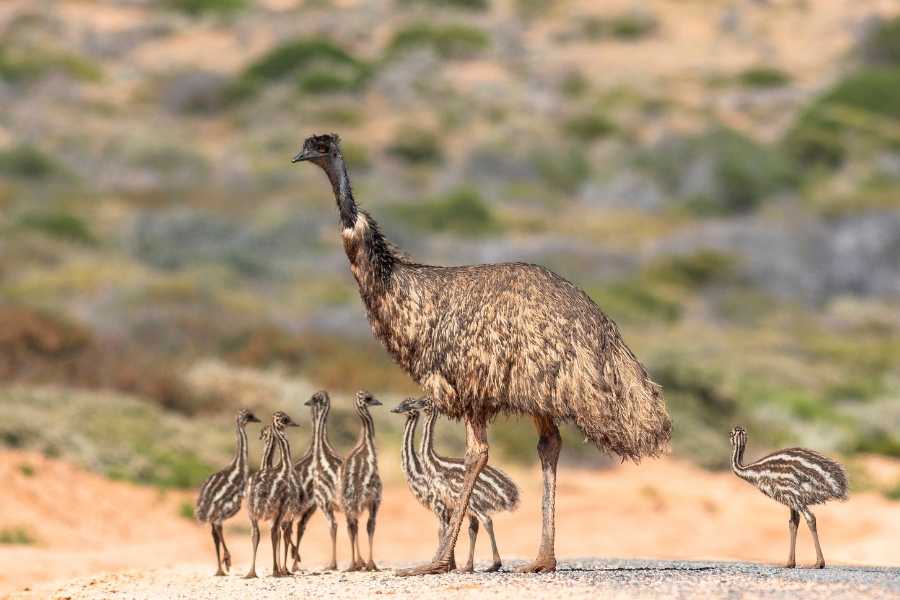 emu, emu chicks, birds, animal parents, fatherhood
