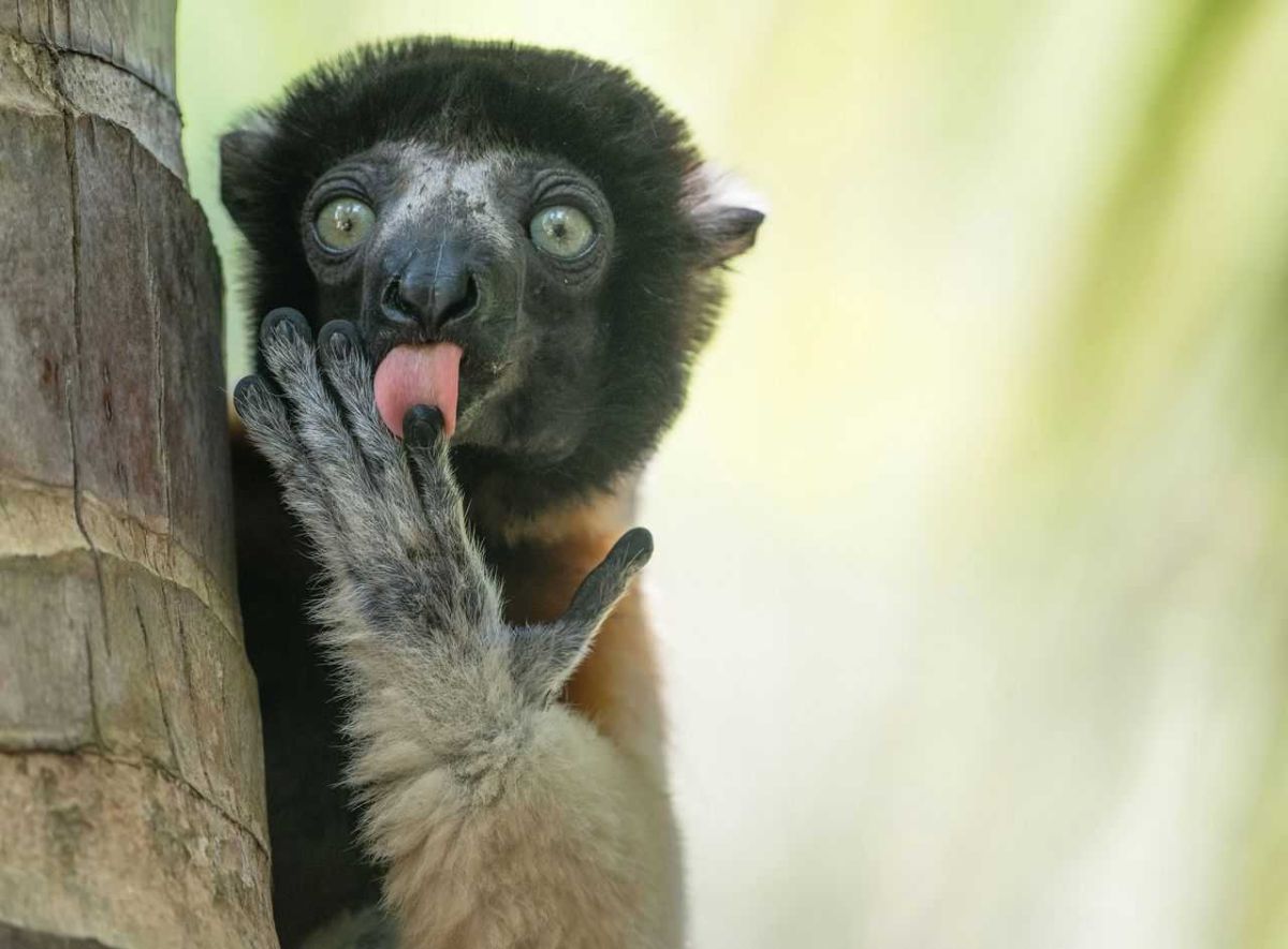 comedy wildlife, comedy photos, funny animals, Nikon, photo awards