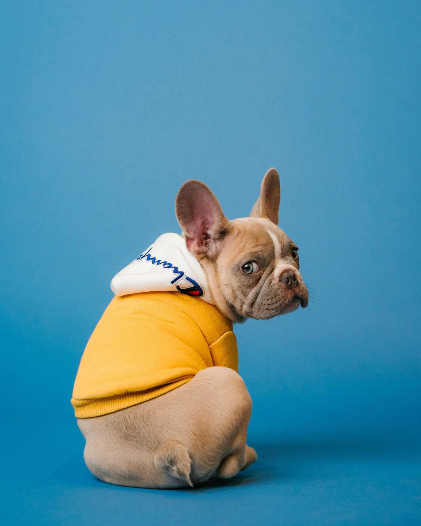 French bulldog, dogs, dog breeds, silly dogs
