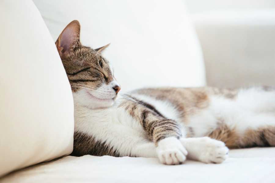 cat, kitty, cat behavior, pets, animals