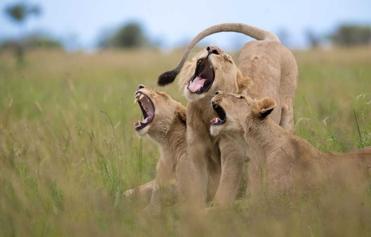 comedy wildlife, comedy photos, funny animals, Nikon, photo awards