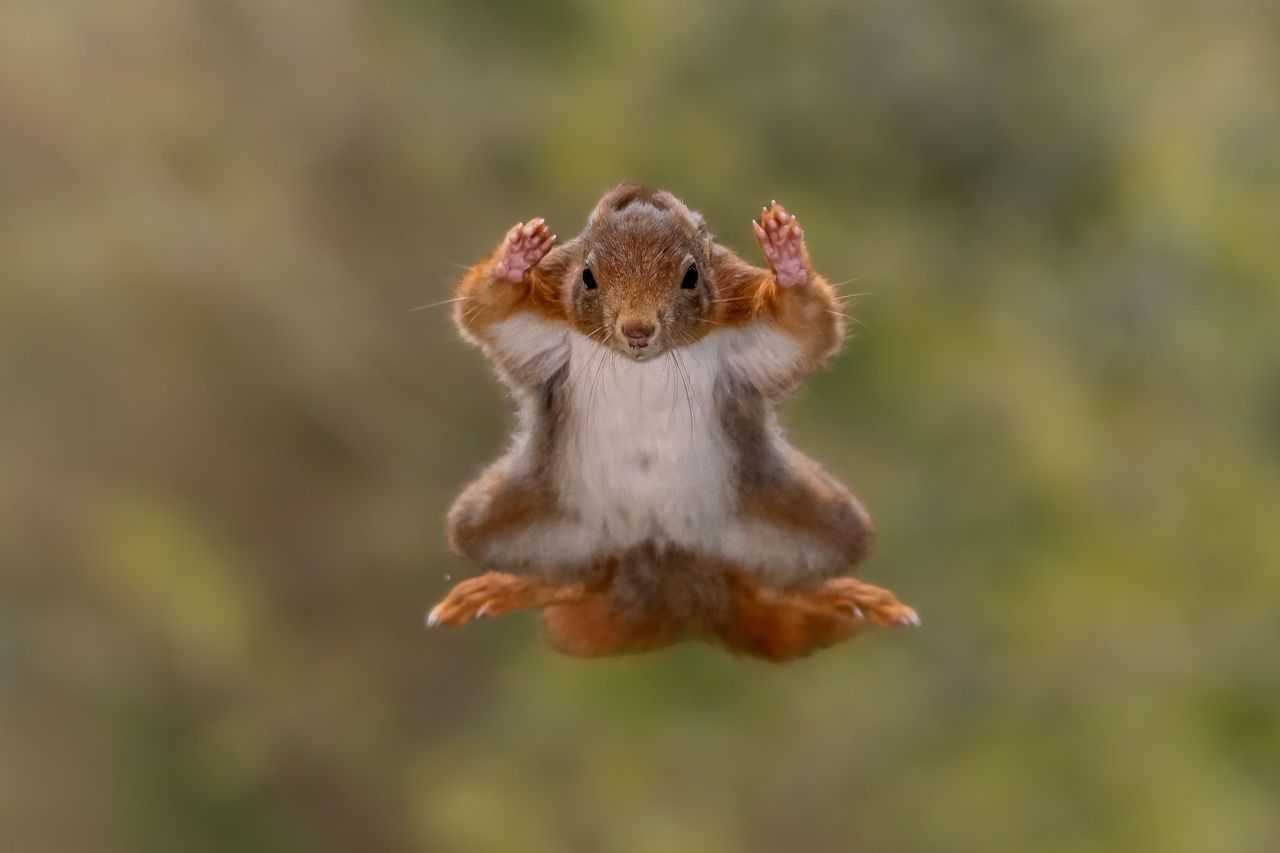 comedy wildlife, comedy photos, funny animals, Nikon, photo awards