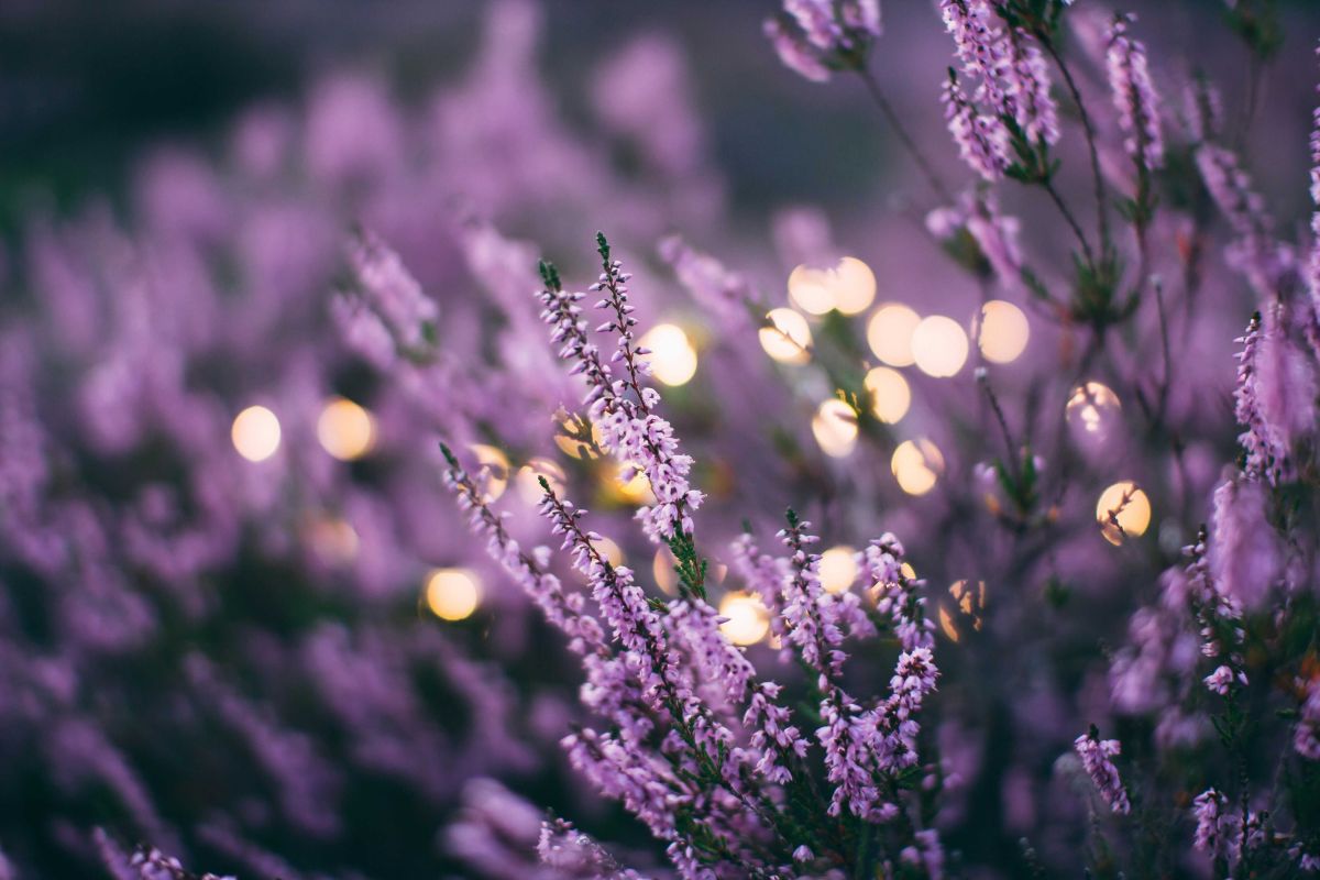 lavender, flowers, aromatherapy, wellbeing, scents