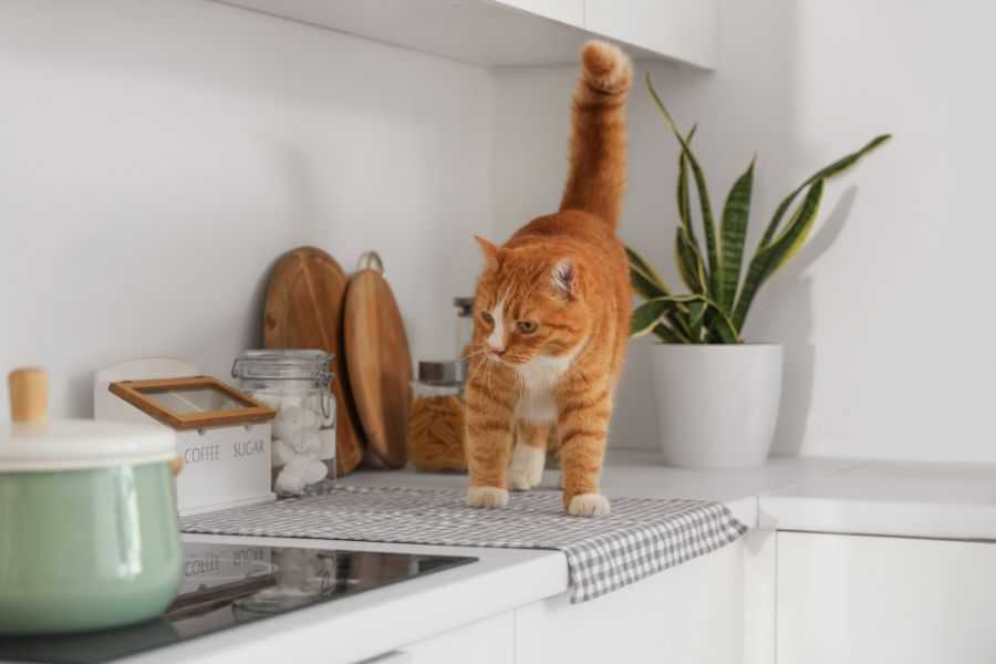 cats; cat behaviors; cats pushing things; cats knocking things over; kittens; pets