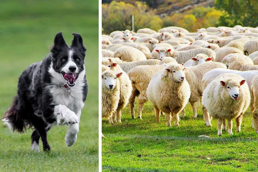 border collies, shepherd dogs, sheep dog, sheep herding, scotland