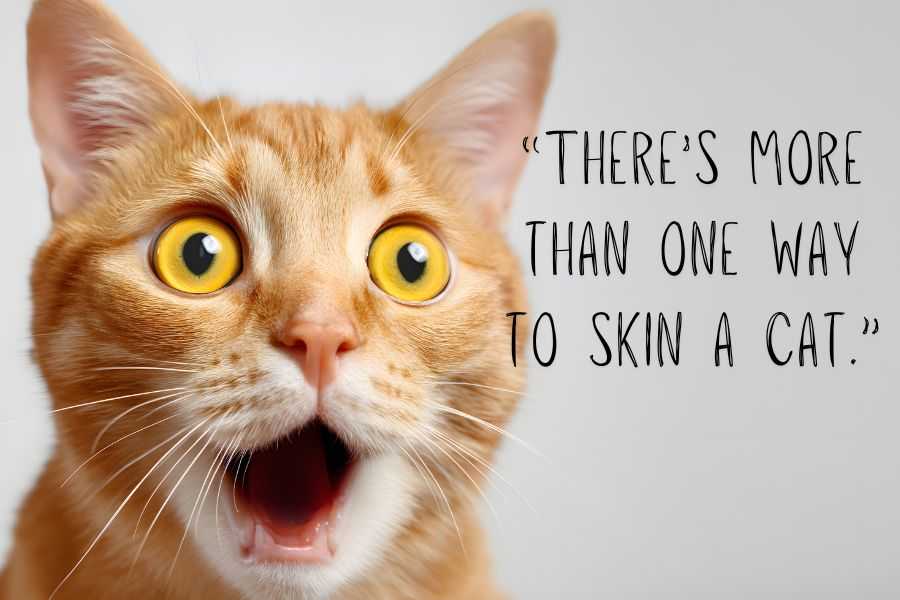 southern sayings; funny sayings; speaking southern; funny; silly; southern phrases