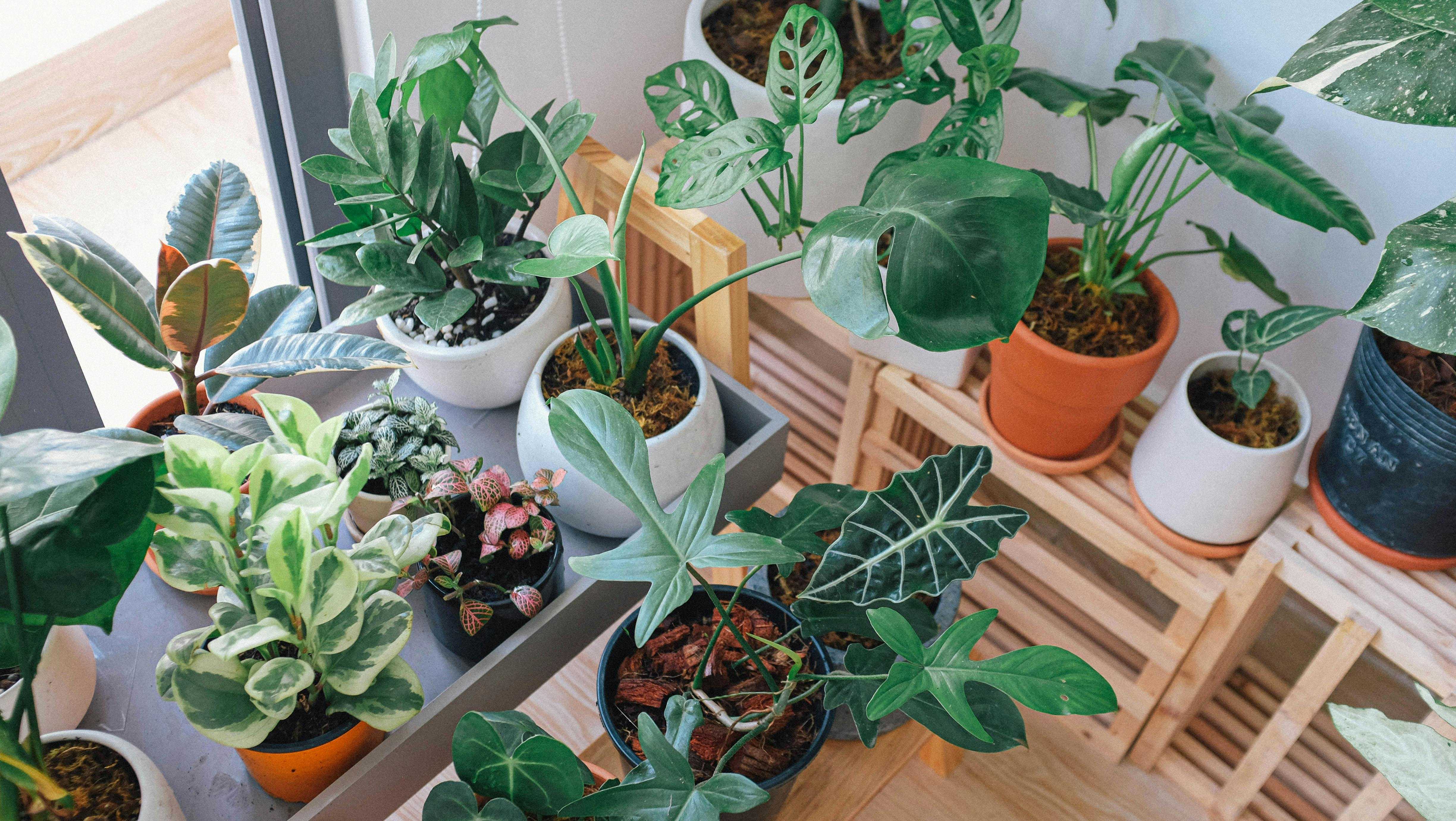 house plants, plants, green leaves, side hustle, side job