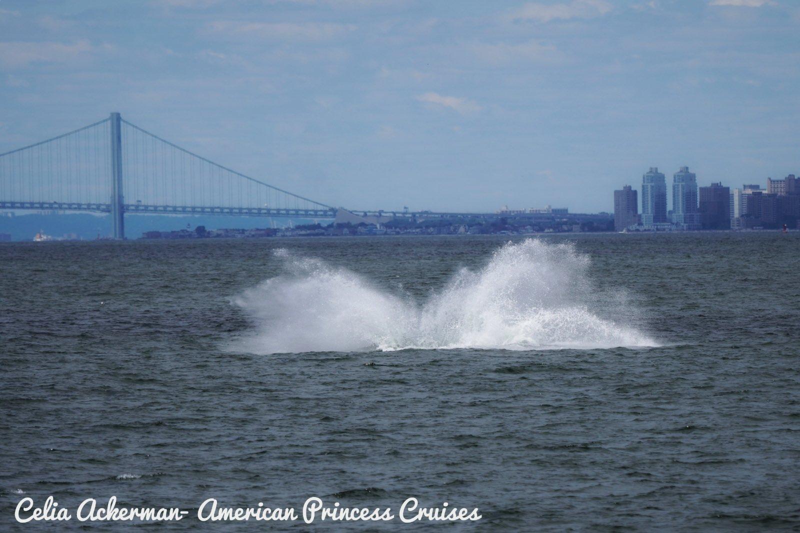 whales, whale watching, animals, conservation, new york, ocean, wildlife, photography