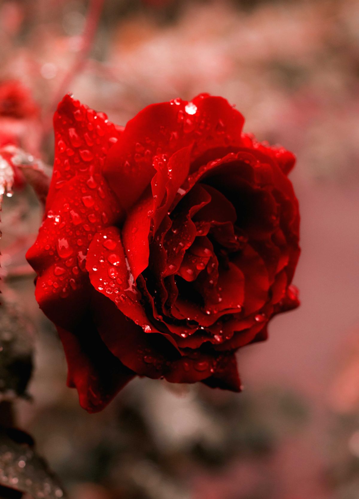 roses, flowers, aromatherapy, wellbeing, scents