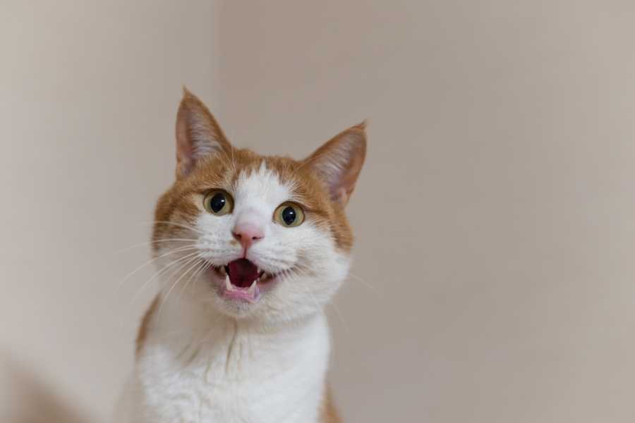 cat, kitty, cat behavior, pets, meowing