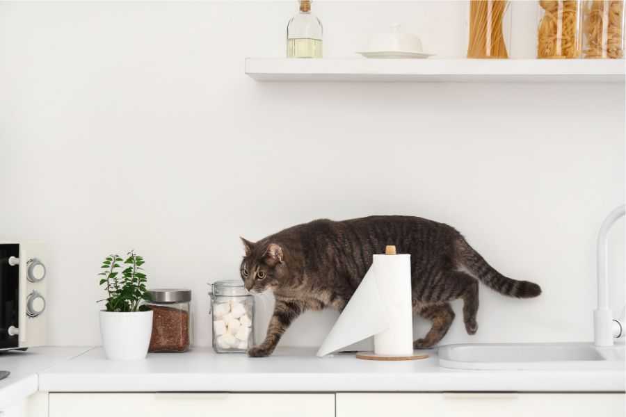 cats; cat behaviors; cats pushing things; cats knocking things over; kittens; pets