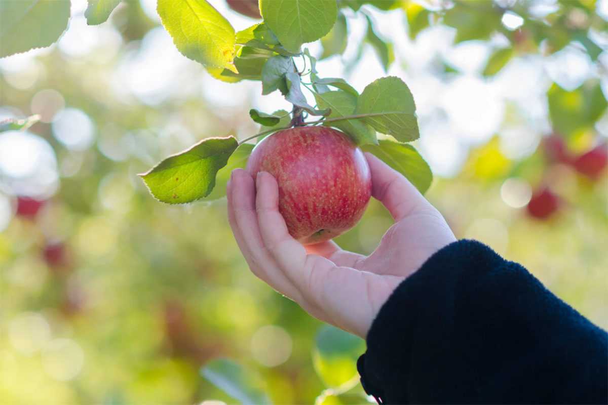 agriculture history, crop diversity, Esopus Spitzenburg, The Apples of New York, seed saving, seed swaps, industrial agriculture, sustainable farming, food heritage, agricultural biodiversity, endangered crops, food security, apple varieties, seed rights