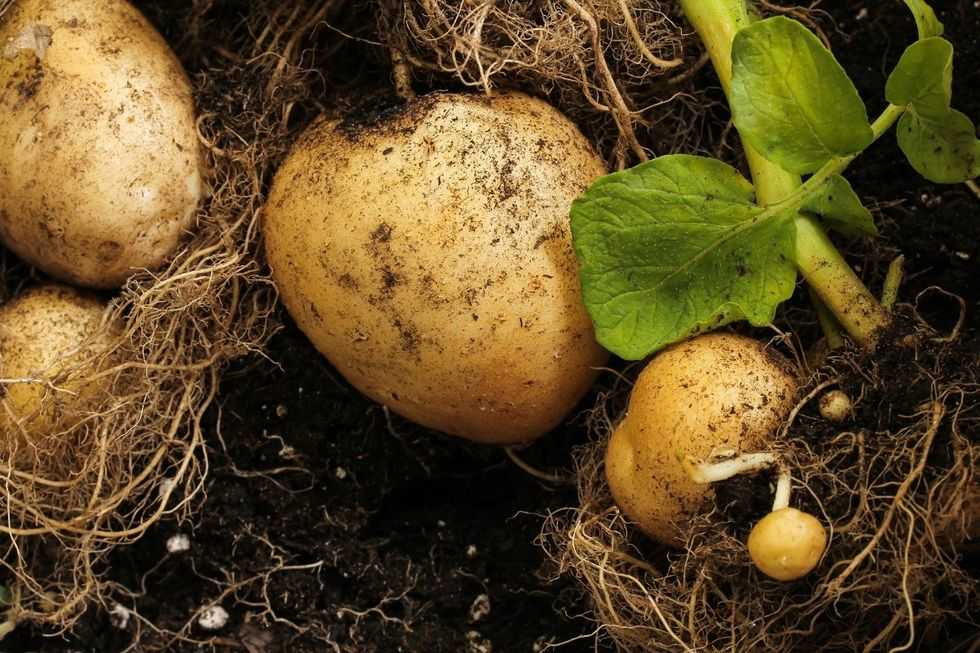 vegetable garden, growing potatoes, grow potatoes in a cardboard box, Amazon box, farming